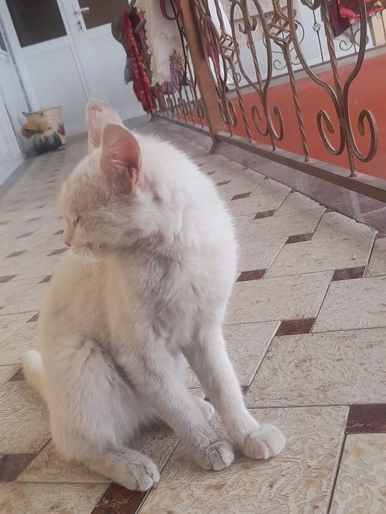 Mushuk 5 yarim 6 oyli — 4