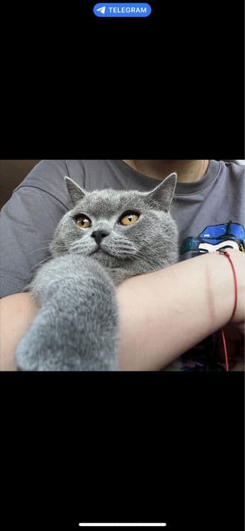 Кошка продаётся — 1