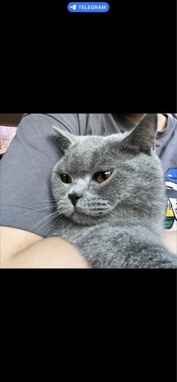 Кошка продаётся — 2
