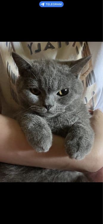 Кошка продаётся — 3
