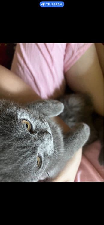 Кошка продаётся — 4