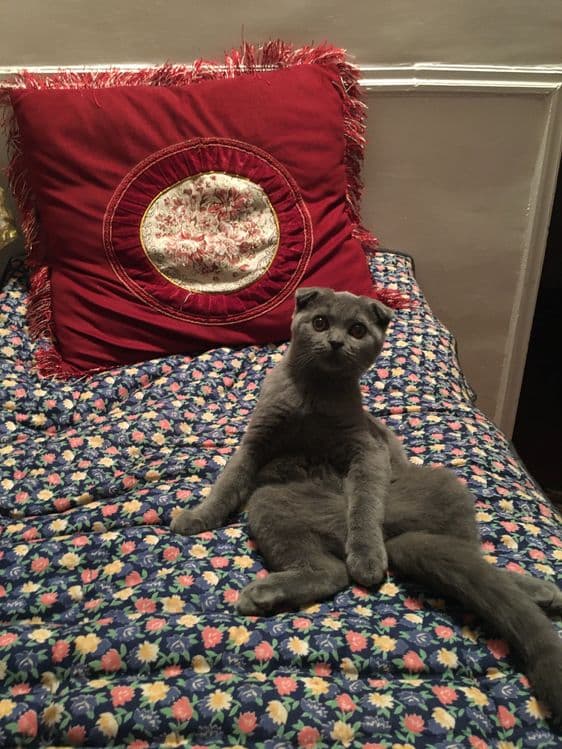 Скоттиш фолд 8 ойли — 1