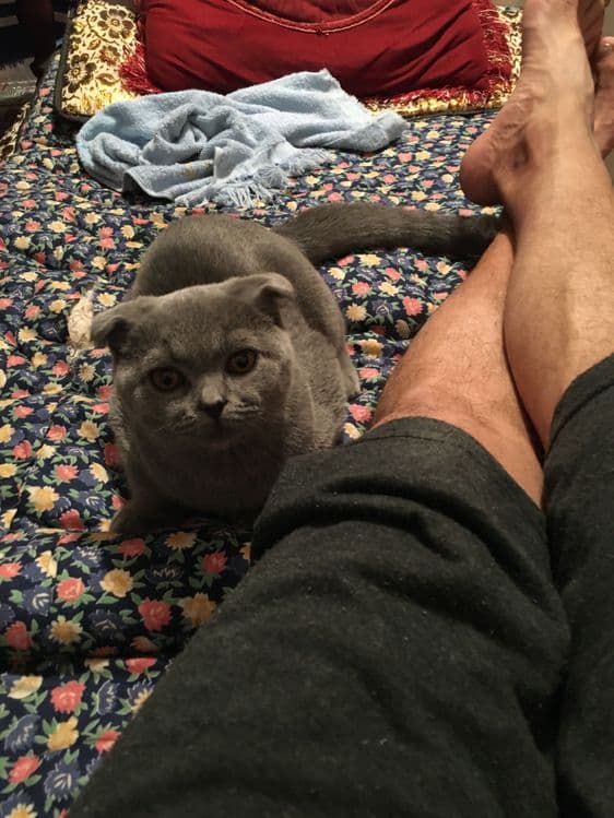 Скоттиш фолд 8 ойли — 2