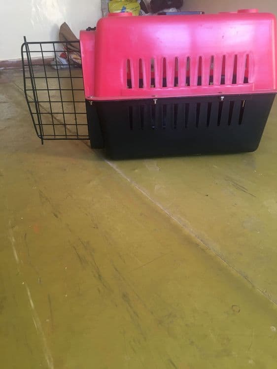 Скоттиш фолд 8 ойли — 3