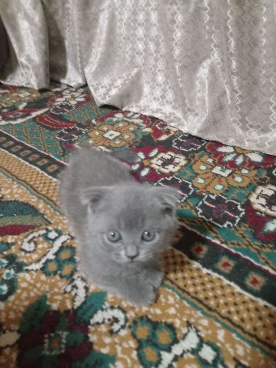Британ мушукчалар сотилади — 3