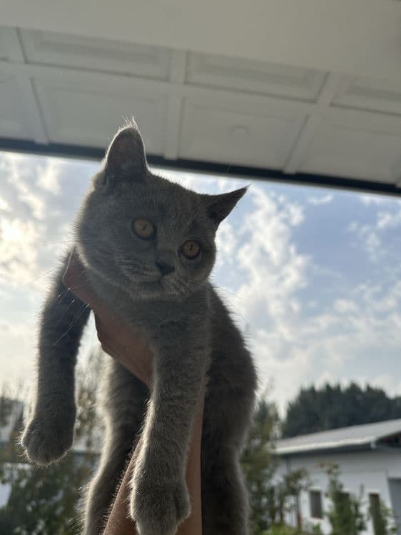 кошка : скоти страйт — 2