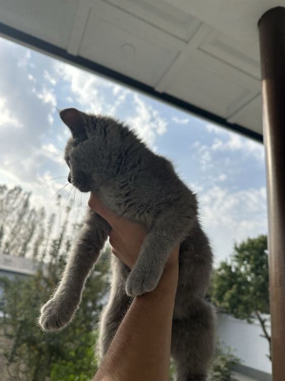 кошка : скоти страйт — 3