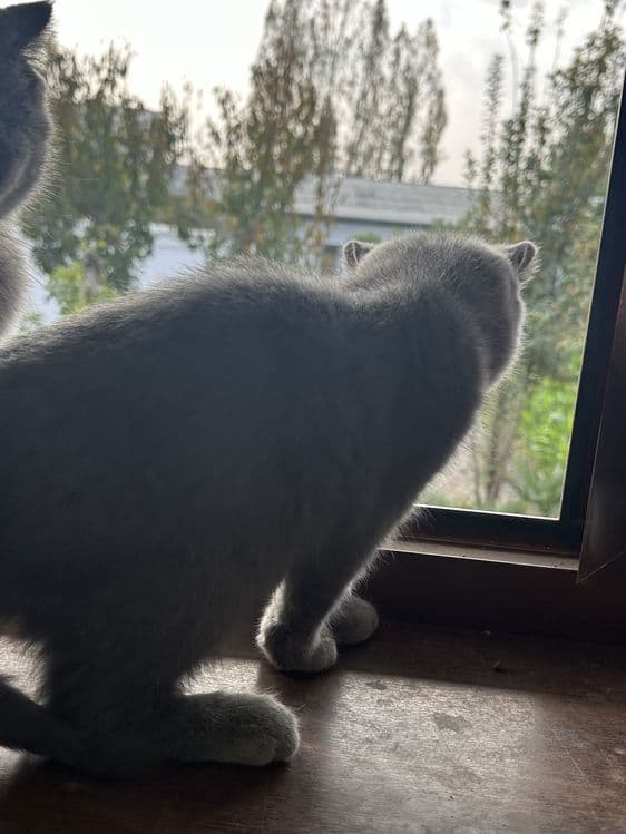 кошка : скоти страйт — 4