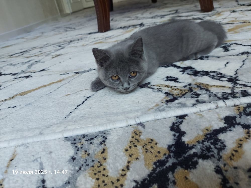 Котёнок  Мушик продаётся — 1