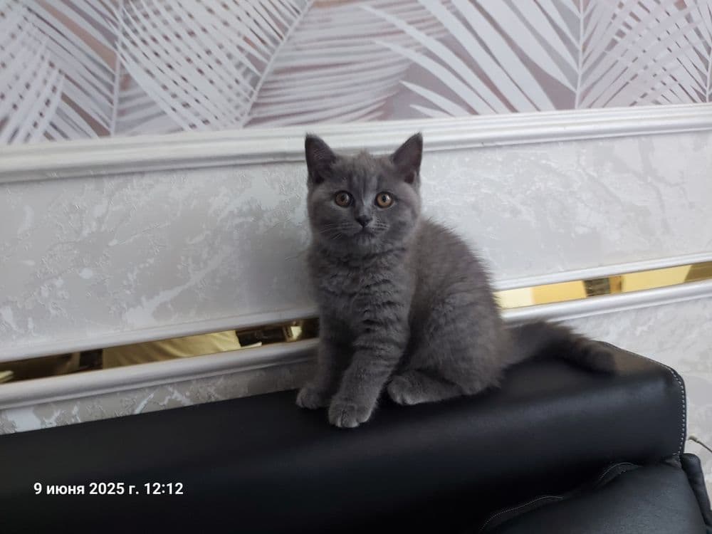 Котёнок  Мушик продаётся — 4