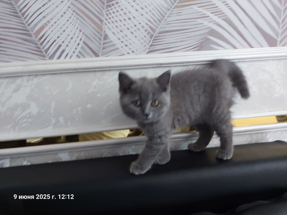 Котёнок  Мушик продаётся — 5