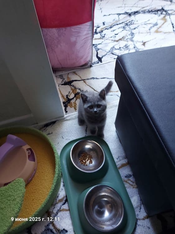 Котёнок  Мушик продаётся — 7