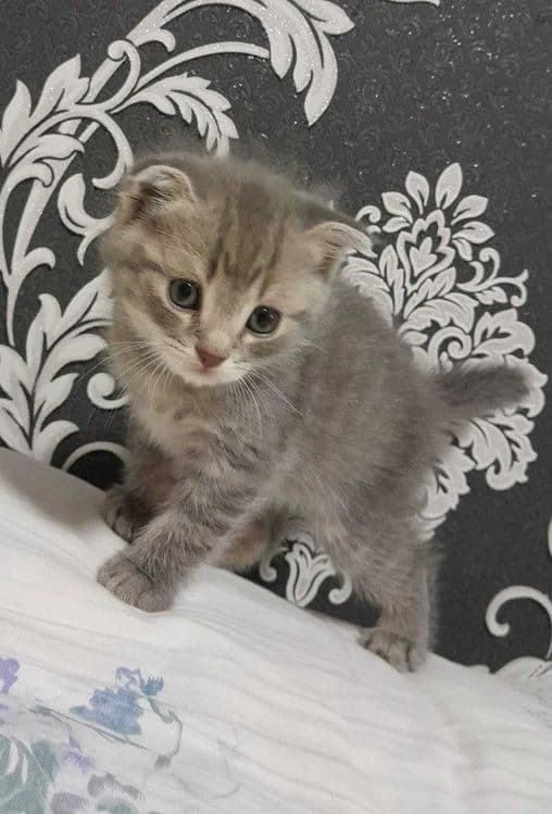 skottish fold СКОТТИШ ФОЛД — 2