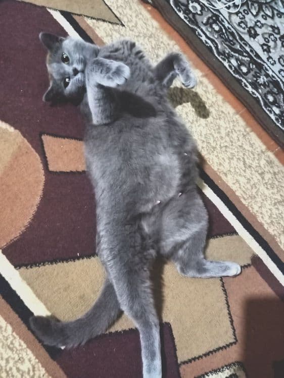 скотиш страйт киз бола 
1 йошдан ошган
2 коринга тугиб боларини катта — 3