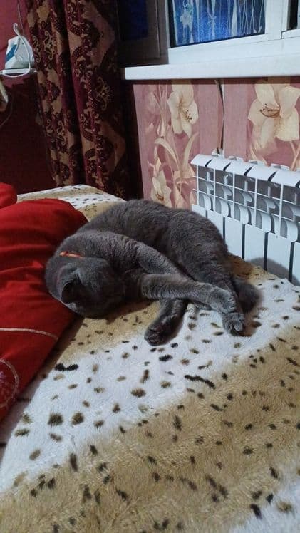 скотиш страйт киз бола 
1 йошдан ошган
2 коринга тугиб боларини катта — 4