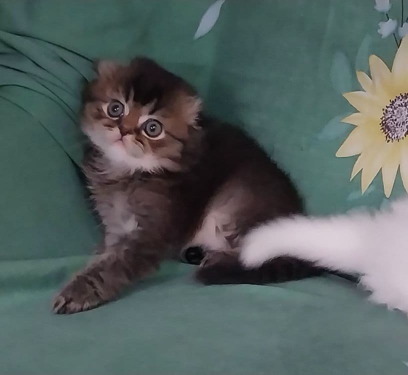 Хейланд фолд шиншила — 4
