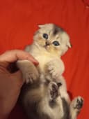 Продаётся котёнок скотиш фолд серебристый шиншилла