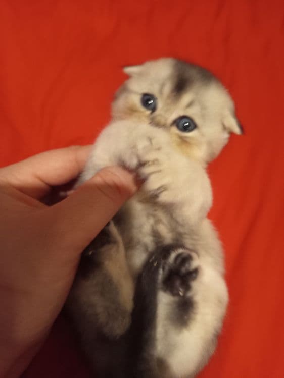 Продаётся котёнок скотиш фолд серебристый шиншилла — 2