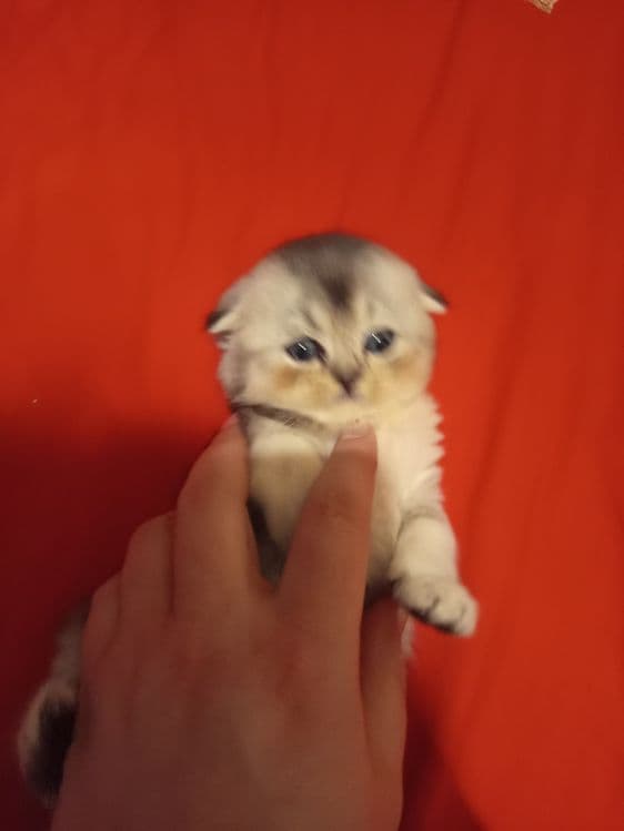 Продаётся котёнок скотиш фолд серебристый шиншилла — 3