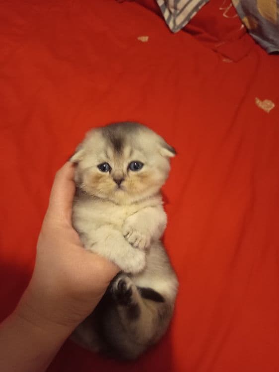 Продаётся котёнок скотиш фолд серебристый шиншилла — 4