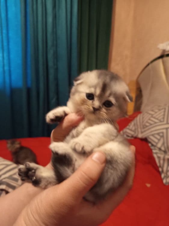Продаётся котёнок скотиш фолд серебристый шиншилла — 5