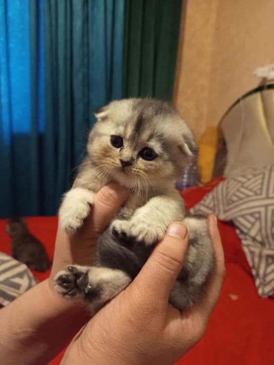 Продаётся котёнок скотиш фолд серебристый шиншилла — 6
