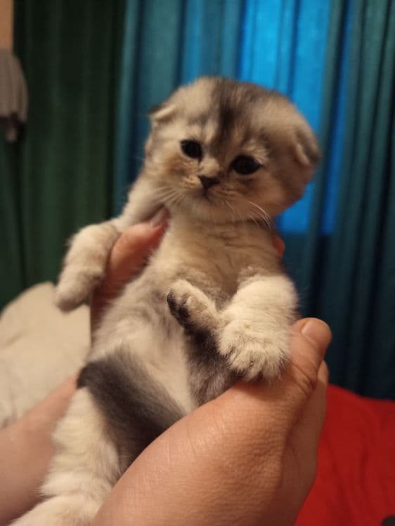 Продаётся котёнок скотиш фолд серебристый шиншилла — 7