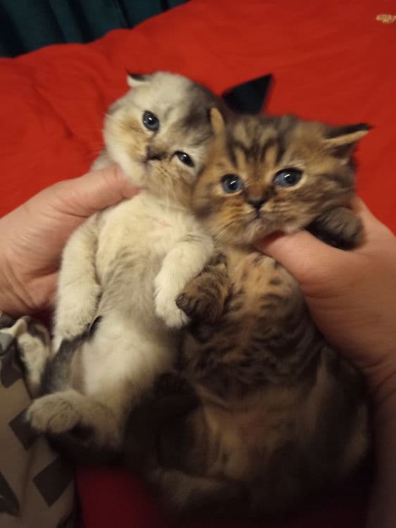 Продаётся котёнок скотиш фолд серебристый шиншилла — 8