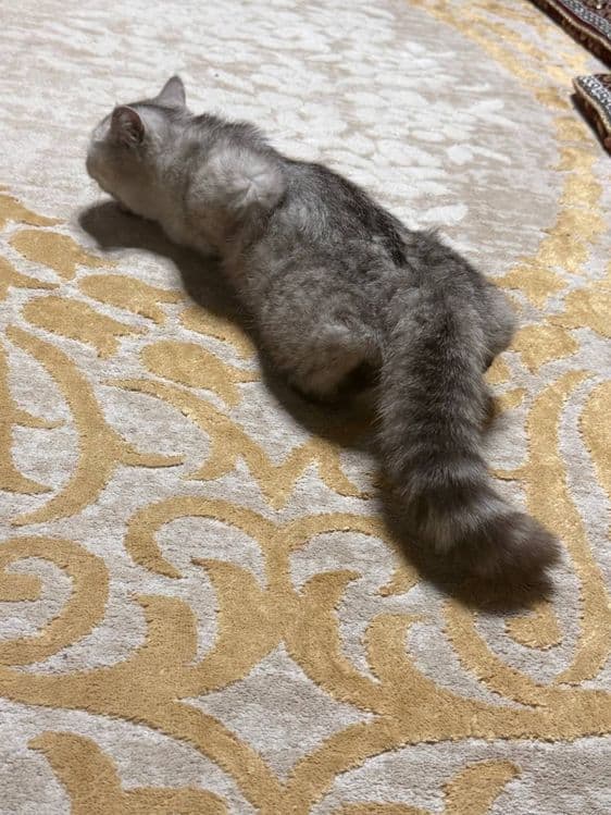Уй мушуги сотилади — 4