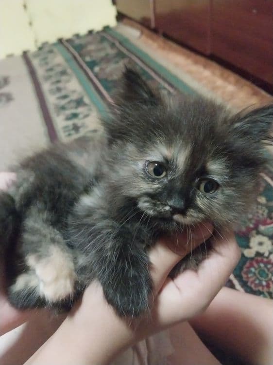 Породистые котята 2 месячные — 2