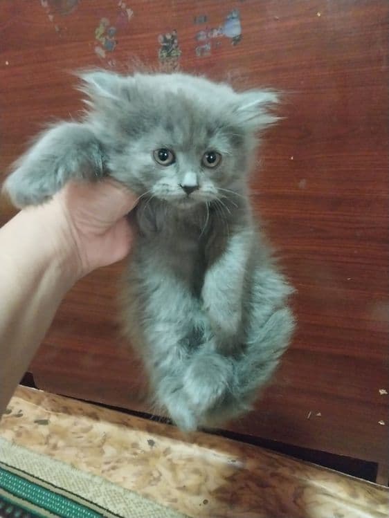 Породистые котята 2 месячные — 3