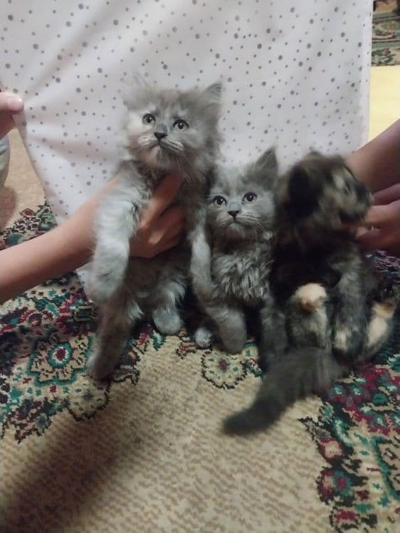 Породистые котята 2 месячные — 4