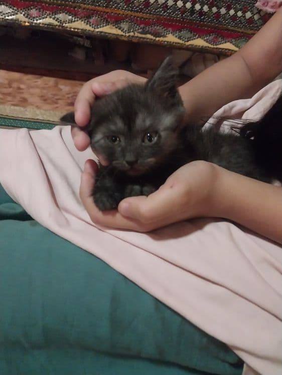 Породистые котята 2 месячные — 5