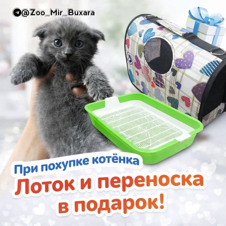Продаются. Котята — 1