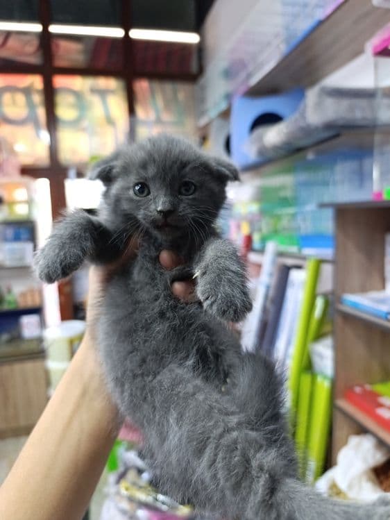 Продаются. Котята — 2