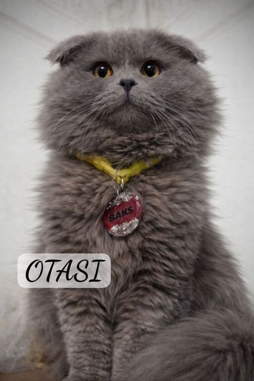 Мушукчалар сотилади — 5