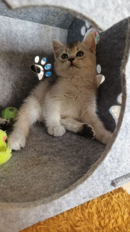 Продаются котята шиншиллы — 2