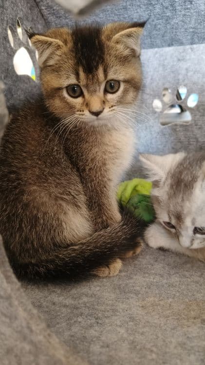 Продаются котята шиншиллы — 3
