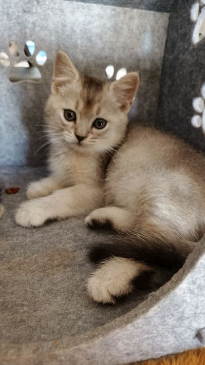 Продаются котята шиншиллы — 4