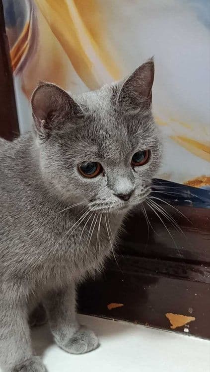 Продаётся сиамская кошечка, девочка, возраст 1,5 года