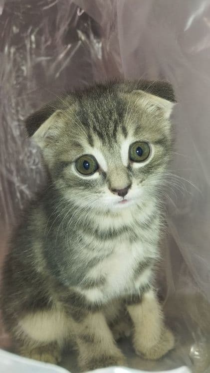 Scottish fold mushukchalar sotiladi — 1