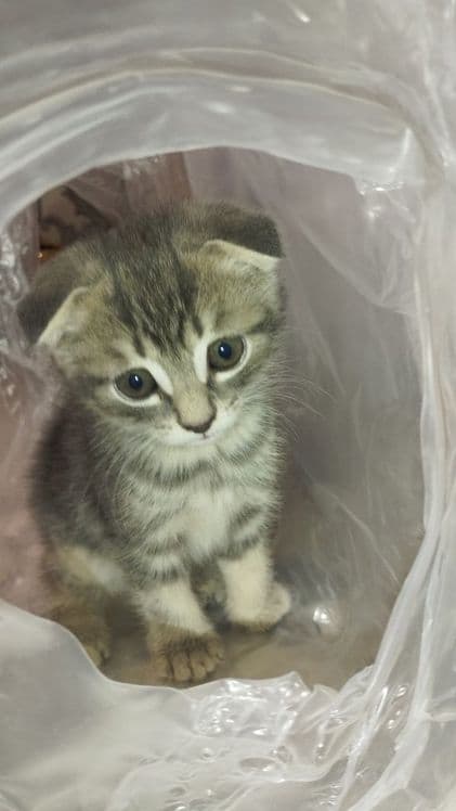 Scottish fold mushukchalar sotiladi — 2