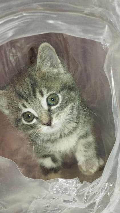 Scottish fold mushukchalar sotiladi — 3