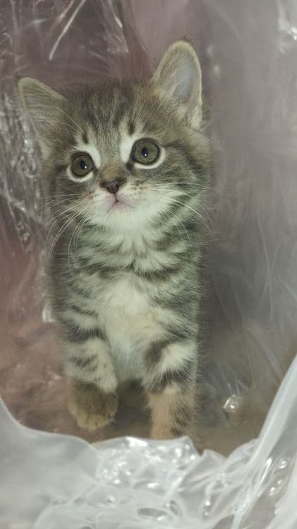 Scottish fold mushukchalar sotiladi — 4
