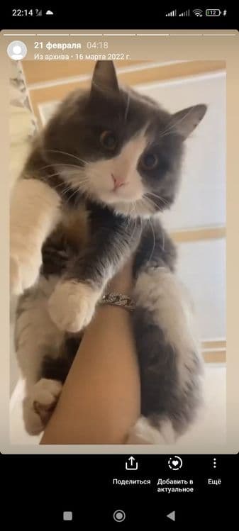 Кошка порода не знаю — 3