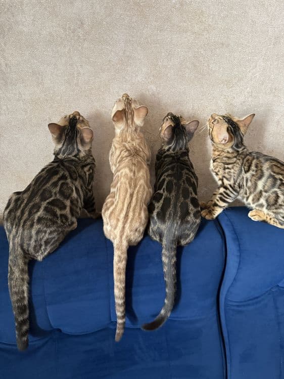 Продаются бенгальские котята