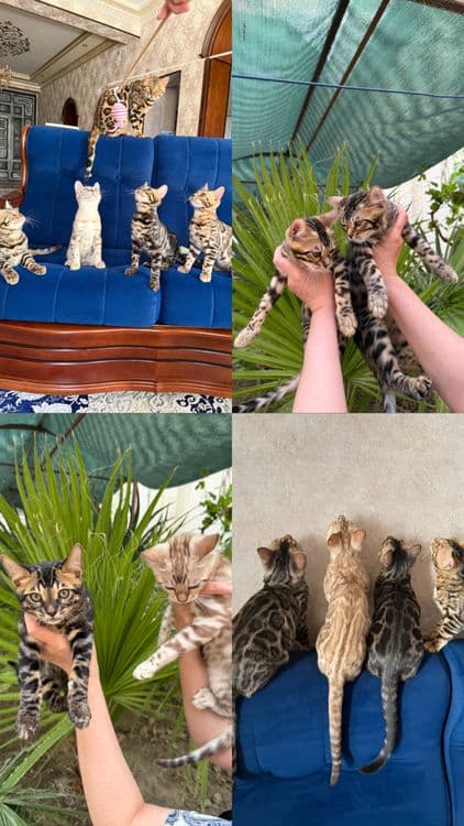 Продаются бенгальские котята — 3