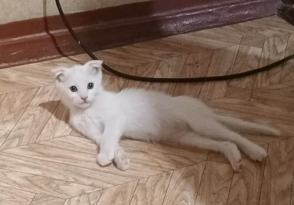 Котенок скотиш фолд мальчик 2 месяца — 1