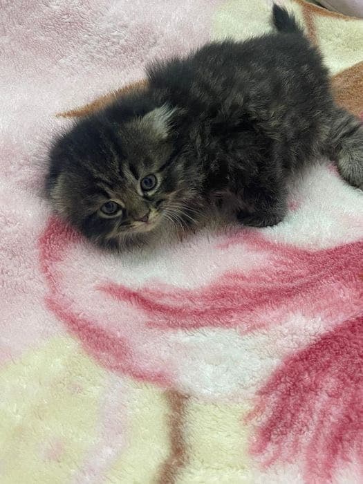 Скоттиш фолд котёнок — 1