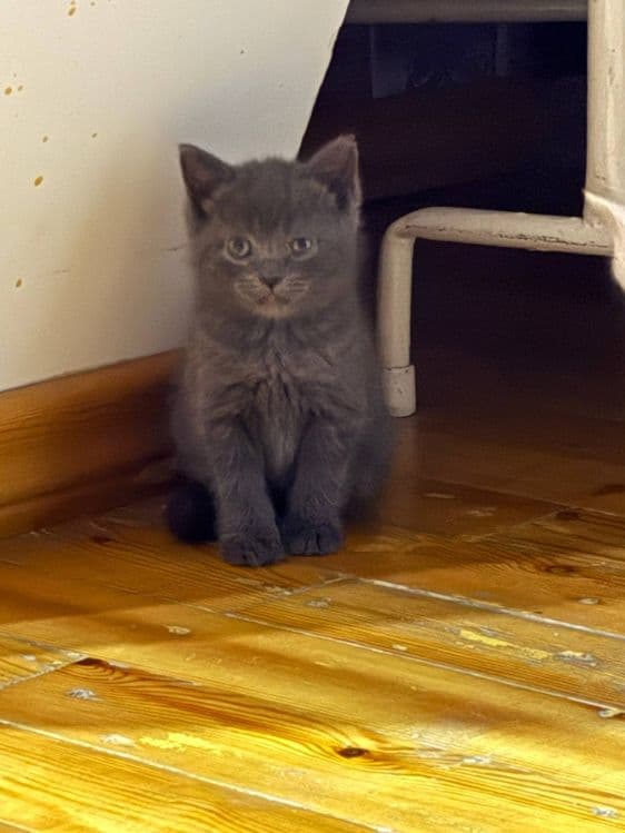Продается вислоухие котята от правильной вязки, цена договорная — 3